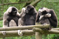 Mischlinge aus Hylobates pileatus (Kappengibbon) und Hylobates lar (Weißhandgibbon) im Opel-Zoo Kronberg