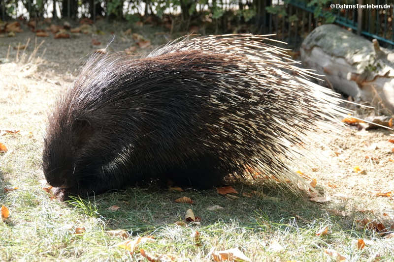 Hystrix indica