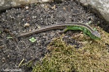 Zauneidechse (Lacerta agilis) im Opel-Zoo Kronberg