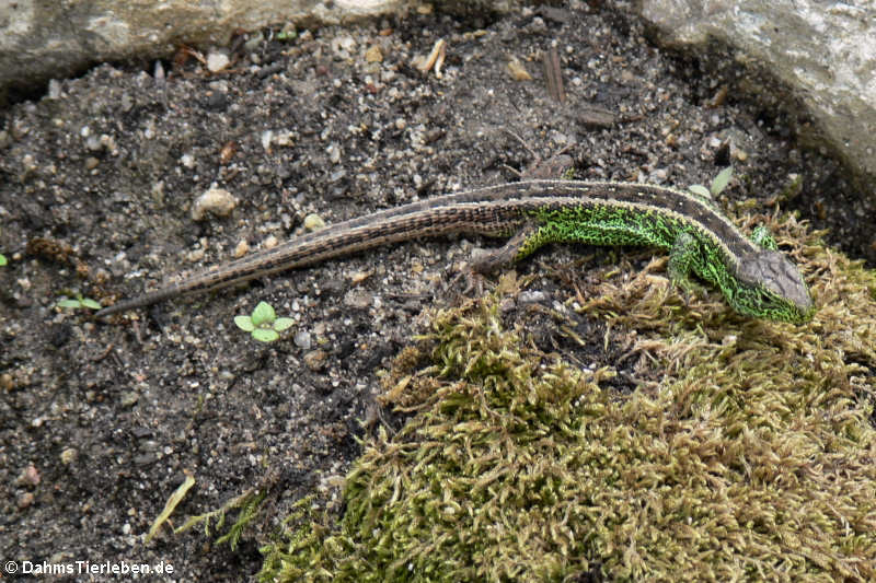 Zauneidechse (Lacerta agilis)