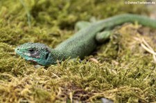 Westliche Smaragdeidechse (Lacerta bilineata) im Opel-Zoo Kronberg