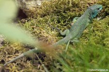 Westliche Smaragdeidechse (Lacerta bilineata) im Opel-Zoo Kronberg