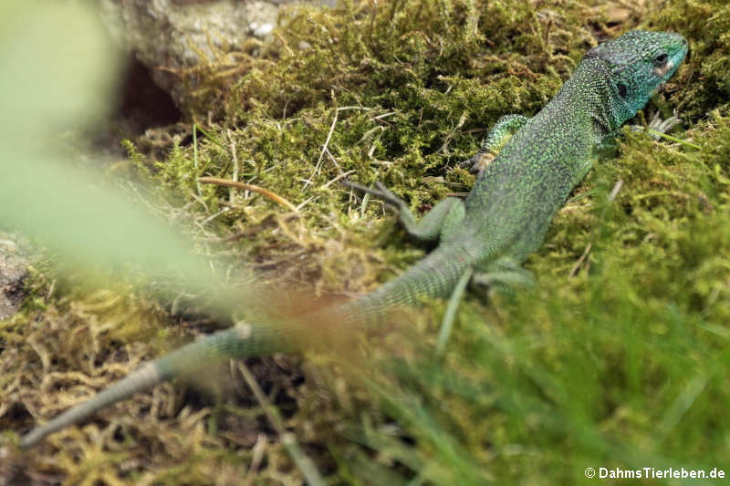 Westliche Smaragdeidechse (Lacerta bilineata)