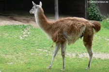 Guanako (Lama guanicoe) im Opel-Zoo Kronberg