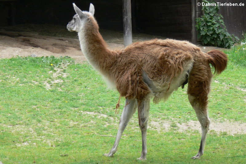 Lama guanicoe