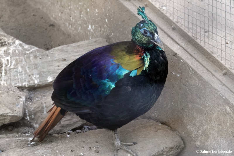 Rostschwanz-Glanzfasan Lophophorus impejanus-1