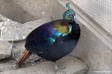 Lophophorus impejanus-1