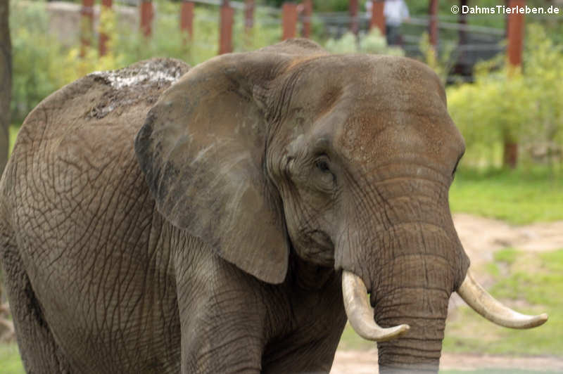 Afrikanischer Elefant (Loxodonta africana)