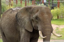 Afrikanischer Elefant (Loxodonta africana) im Opel-Zoo Kronberg