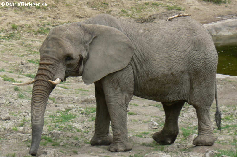 Afrikanischer Elefant (Loxodonta africana)