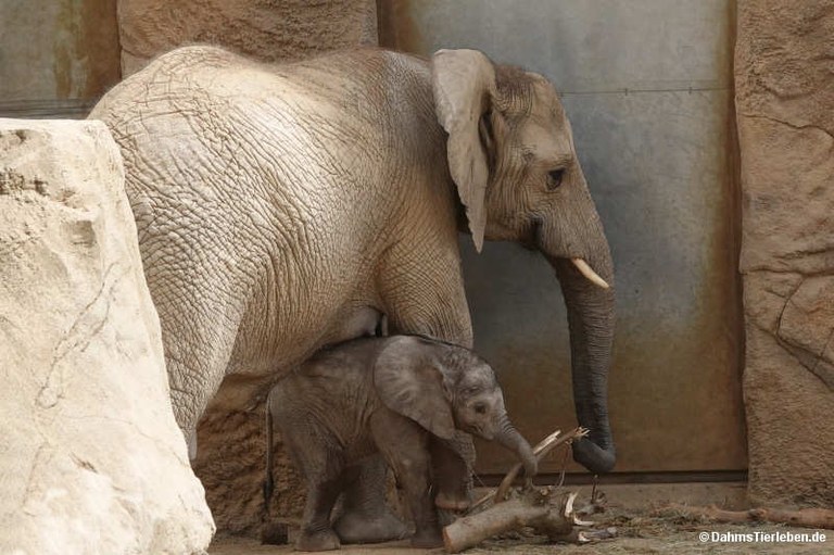 Loxodonta africana