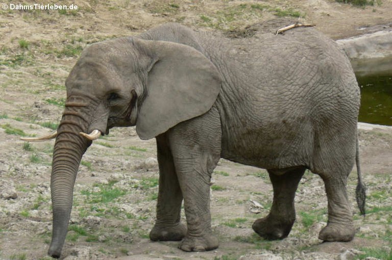 Loxodonta africana