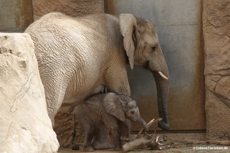 Loxodonta africana-3