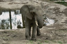 Afrikanischer Elefant (Loxodonta africana) im Opel-Zoo Kronberg