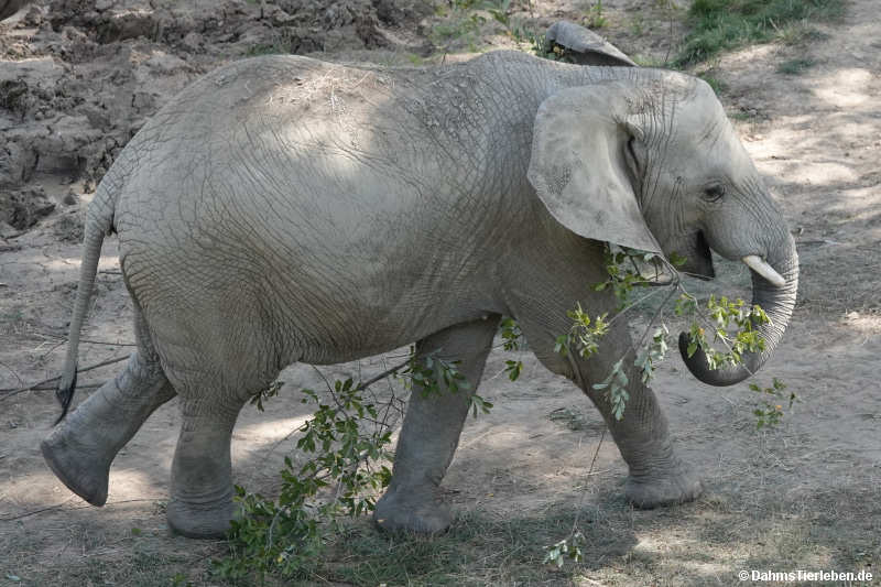 Loxodonta africana-2