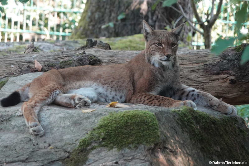 Lynx lynx