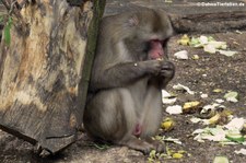 Japanmakak oder Rotgesichtsmakake (Macaca fuscata) im Opel-Zoo Kronberg