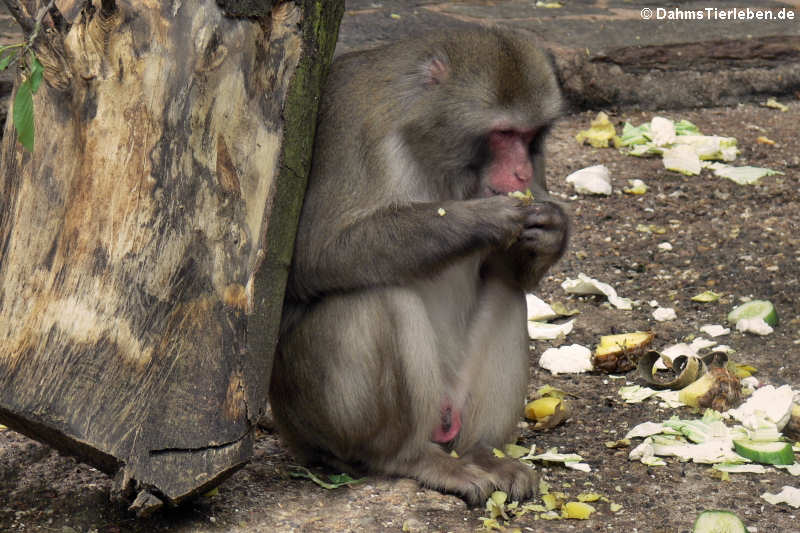 Macaca fuscata-2