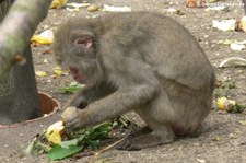 Japanmakak oder Rotgesichtsmakake (Macaca fuscata) im Opel-Zoo Kronberg