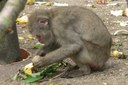 Macaca fuscata