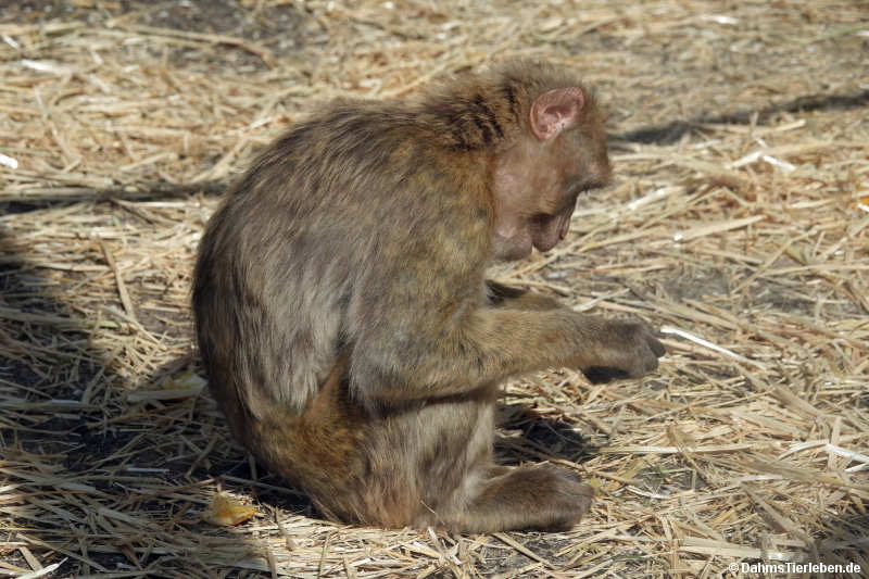 Macaca sylvanus