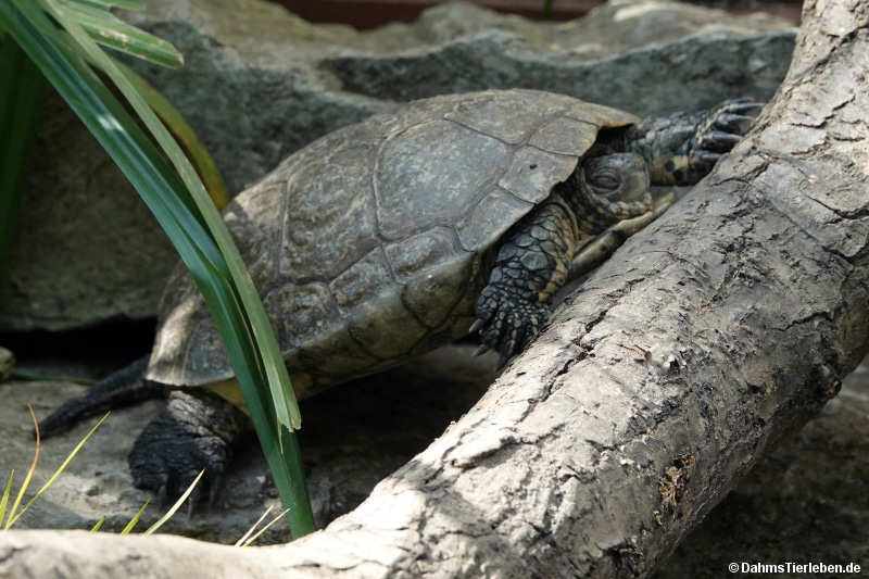 Mauremys leprosa