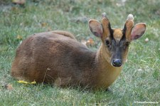 Chinesischer Muntjak (Muntiacus reevesi) im Opel-Zoo Kronberg