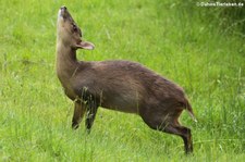 Zwergmuntjak (Muntiacus reevesi) im Opel-Zoo Kronberg