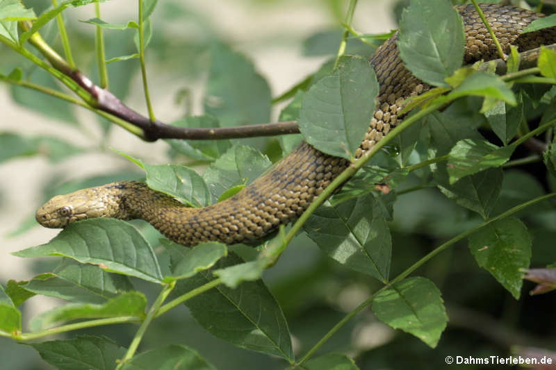 Würfelnatter (Natrix tessellata)