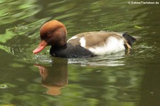 männliche Kolbenente (Netta rufina) im Opel-Zoo Kronberg