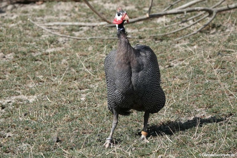 Numida meleagris