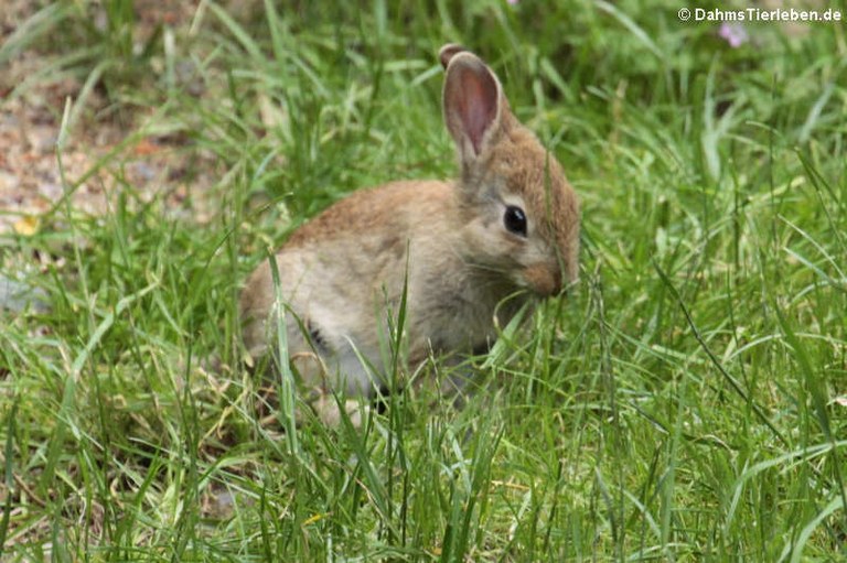 Oryctolagus cuniculus