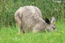 Südliches Bergkänguru (Osphranter robustus erubescens) im Opel-Zoo Kronberg