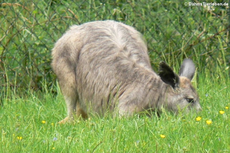 Osphranter robustus erubescens