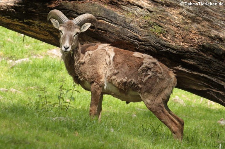 Ovis orientalis musimon