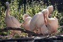 Pelecanus onocrotalus