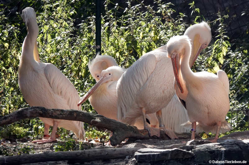 Pelecanus onocrotalus