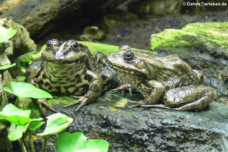 Teichfrösche (Pelophylax esculenta)