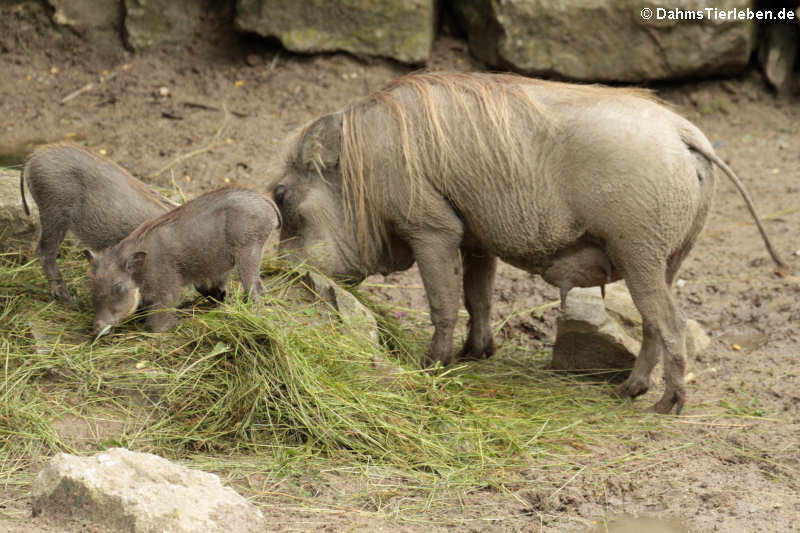 Wüstenwarzenschweine (Phacochoerus aethiopicus)