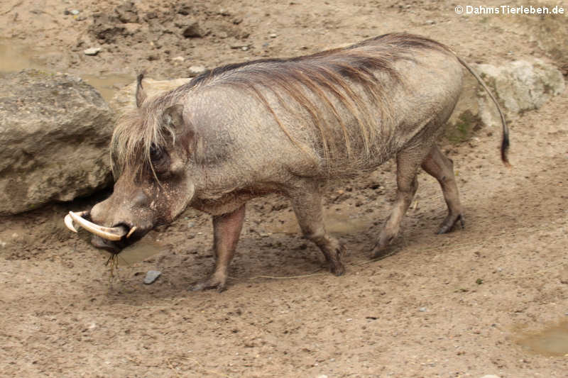 Wüstenwarzenschwein Phacochoerus aethiopicus-1