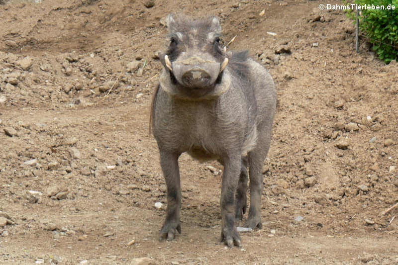 Wüstenwarzenschwein Phacochoerus aethiopicus-2