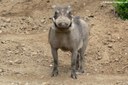 Phacochoerus aethiopicus