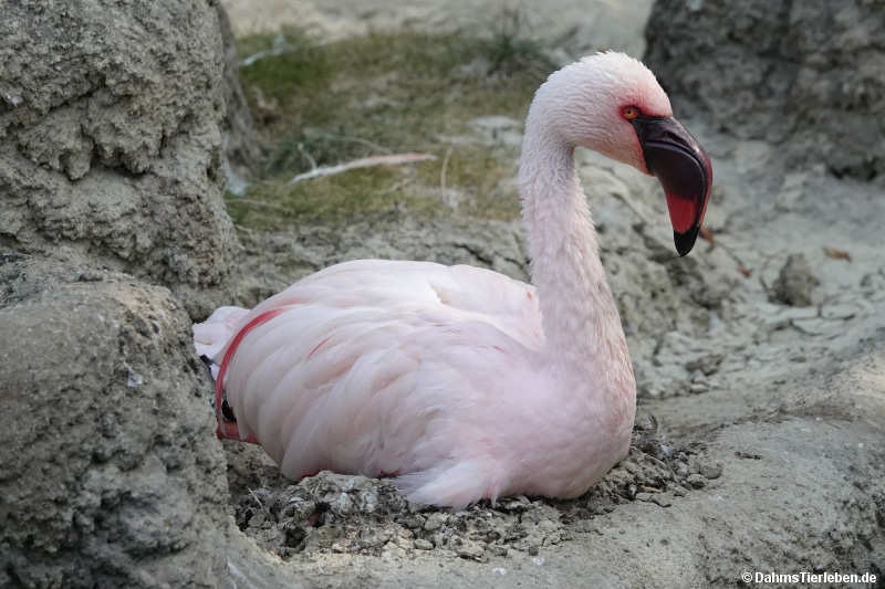 Phoenicopterus minor