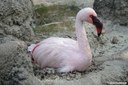 Phoenicopterus minor