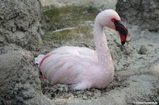 Phoenicopterus minor-1