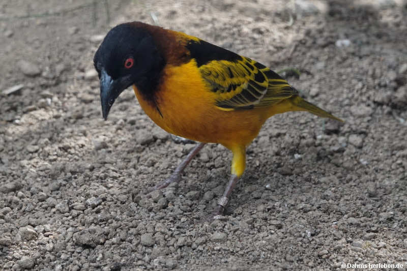 Ploceus cucullatus