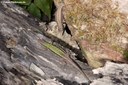 Podarcis muralis