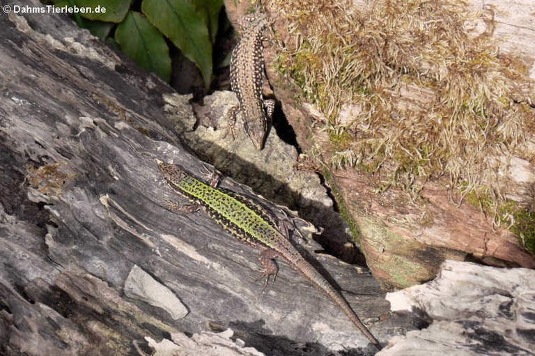 Podarcis muralis