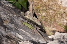 Mauereidechse (Podarcis muralis) im Opel-Zoo Kronberg