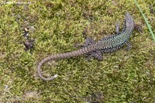 Mauereidechse (Podarcis muralis) im Opel-Zoo Kronberg